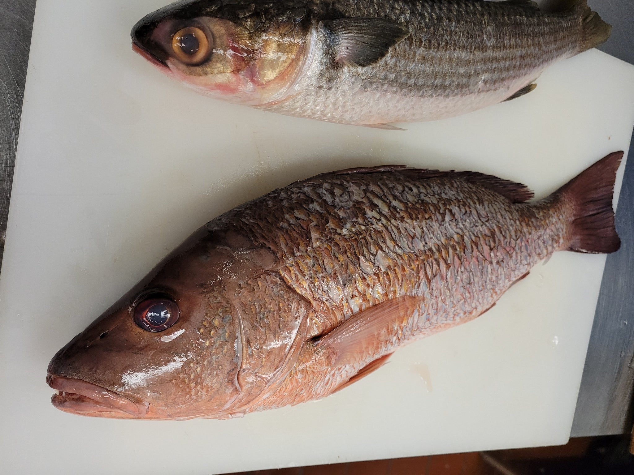 How to Cook your Catch: The Mighty Deep Fried Mullet