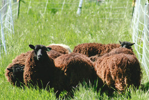 Shearing and Welfare: Why are Sheep Sheared?