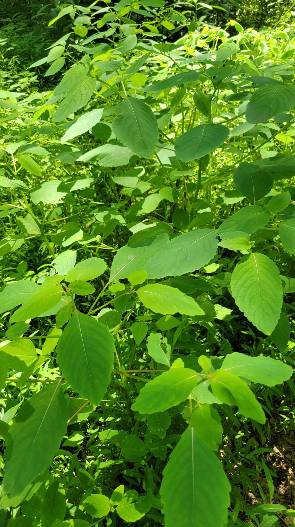DIY Herbal Bite and Sting Salve