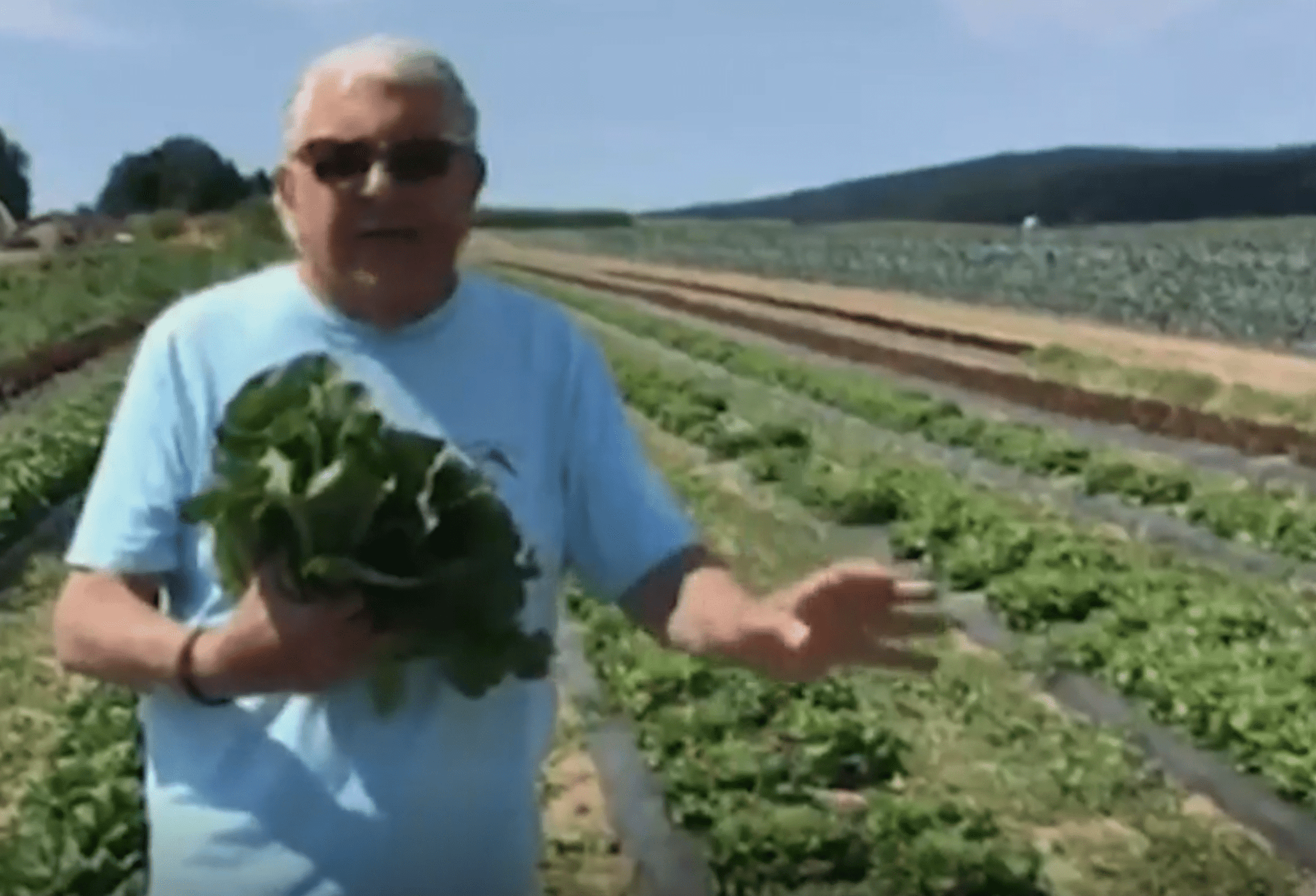 Produce Pete: Falling in Love with Local Lettuce